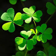 شبدر - Clover