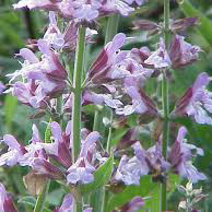 مریم گلی - Common sage