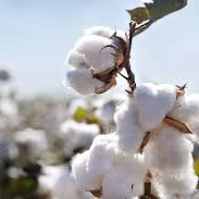 گل پنبه - Cotton Flower