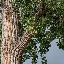 درخت صنوبر - Cottonwood