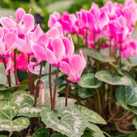 گل پنجه مریم - Cyclamen