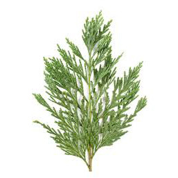 Fir - برگ درختان سوزنی