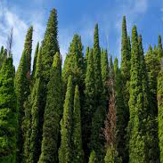 Italian Cypress - سرو ایتالیایی