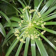 گیاه ناگارموتا - Cypriol Oil or Nagarmotha