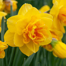 گل نرگس - Daffodil