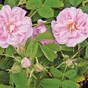گل رز دمشقی - Damask Rose