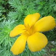 گیاه داوانا - Davana