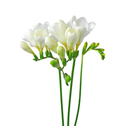 Freesia - فریزیا