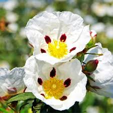 French labdanum - لابدانیوم فرانسوی