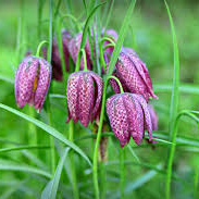 لاله واژگون - Fritillaries
