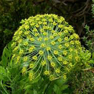 گالبانوم - Galbanum