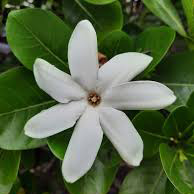 گل یاس تاهیتی - Gardenia taitensis Plant