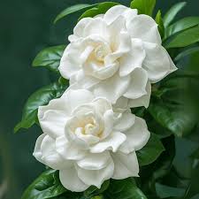 گاردنیا - Gardenia