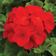 گل شمعدانی - Geraniums