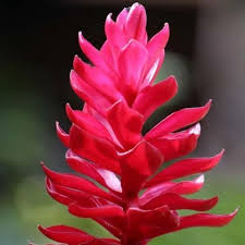 گل زنجبیل - Ginger flower
