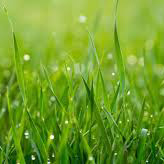 علف - Grass