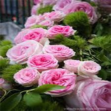 رز گراس - Grasse Rose