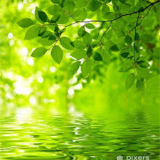 Green Leaves - برگ های سبز