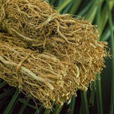 علف خس خس (علف وتیور) – Vetiver