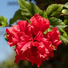 Hibiscus - نوعی گل ختمی