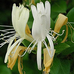 پیچ امین الدوله - Honeysuckle