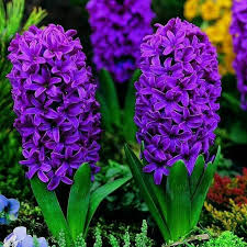 سنبل - Hyacinth