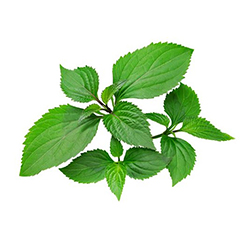 Patchouli - نعناع هندی