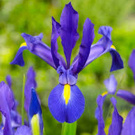 Iris - زنبق