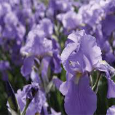 زنبق ایتالیایی - Italian Iris