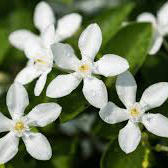 یاس - Jasmine