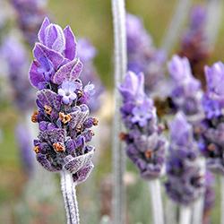 Lavender - اسطوخدوس