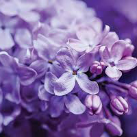 یاس بنفش - Lilac