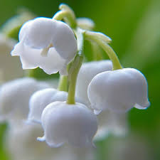 گل برف - Lily Of The Valley