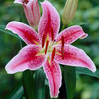 گل سوسن - Lily