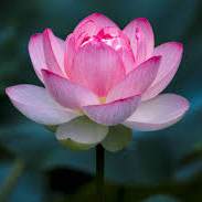نیلوفر مرداب - Lotus