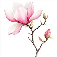 مگنولیا - Magnolia