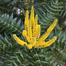 Mahonia - بوته ماهونیا