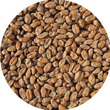 مالت - Malt