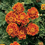گل مریم - Marigold