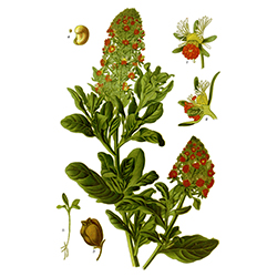 نوعی گل میخک - Mignonette