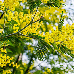 میموسا - Mimosa