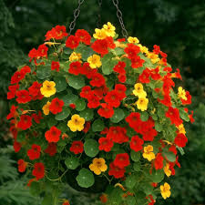 علف چشمه - Nasturtium