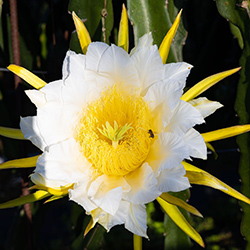 کاکتوس شب شکوفه - Night blooming Cereus
