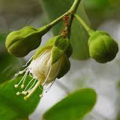 گل جوز هندی - Nutmeg Flower