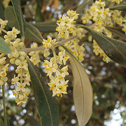 گل زیتون - Olive flower