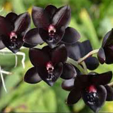 ارکیده سیاه - Black-Orchid