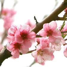 شکوفه هلو - Peach Blossom