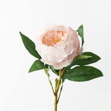 گل صدتومانی - Peony