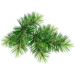 برگ سوزنی کاج - Pine Tree Needles