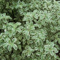 میخک زینتی - Pitosporum